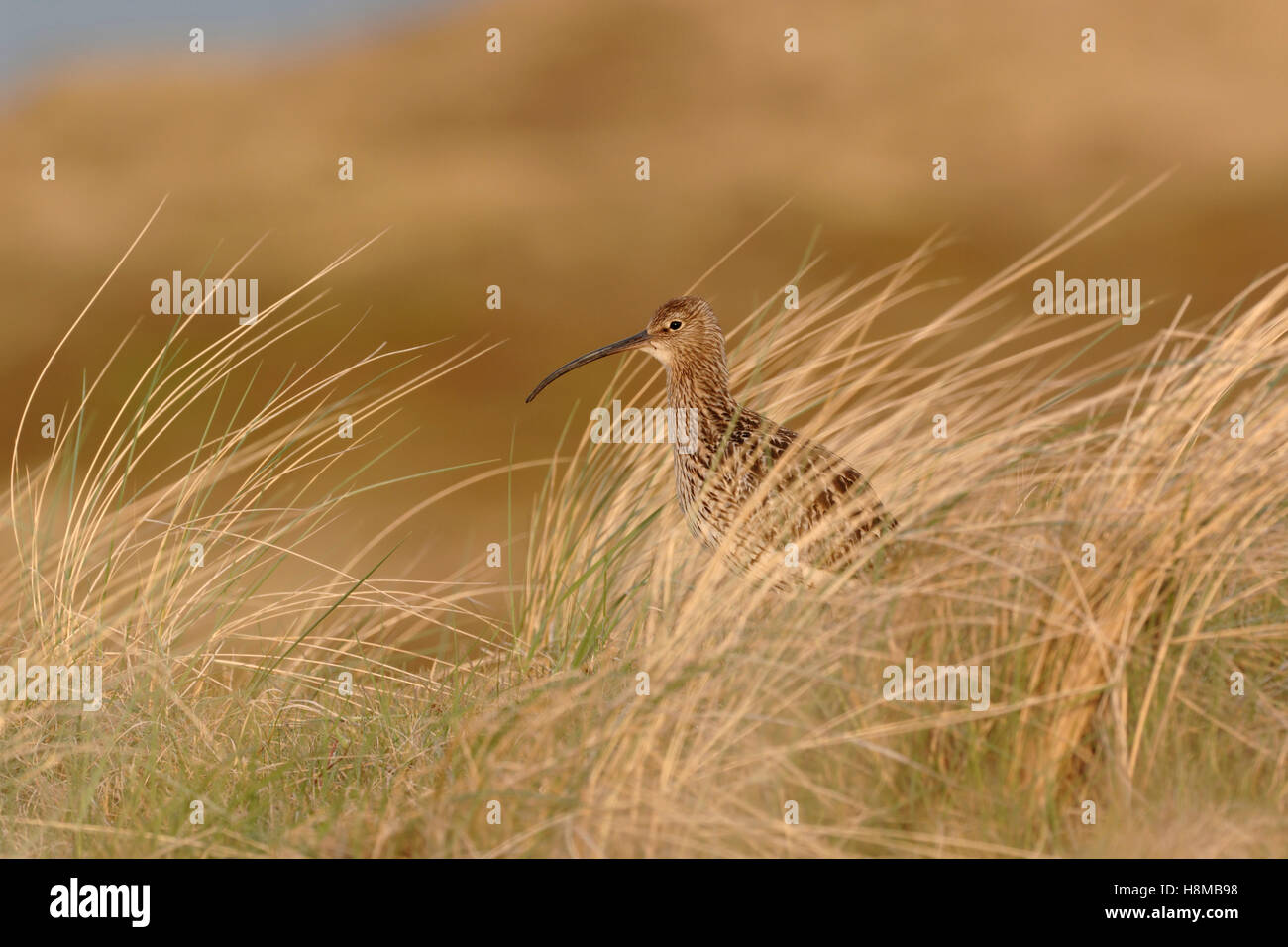 Eurasian Curlew / Brachvogel ( Numenius arquata ) in piedi dalle dune di un isola di wadden, bei colori, la calda luce della sera. Foto Stock