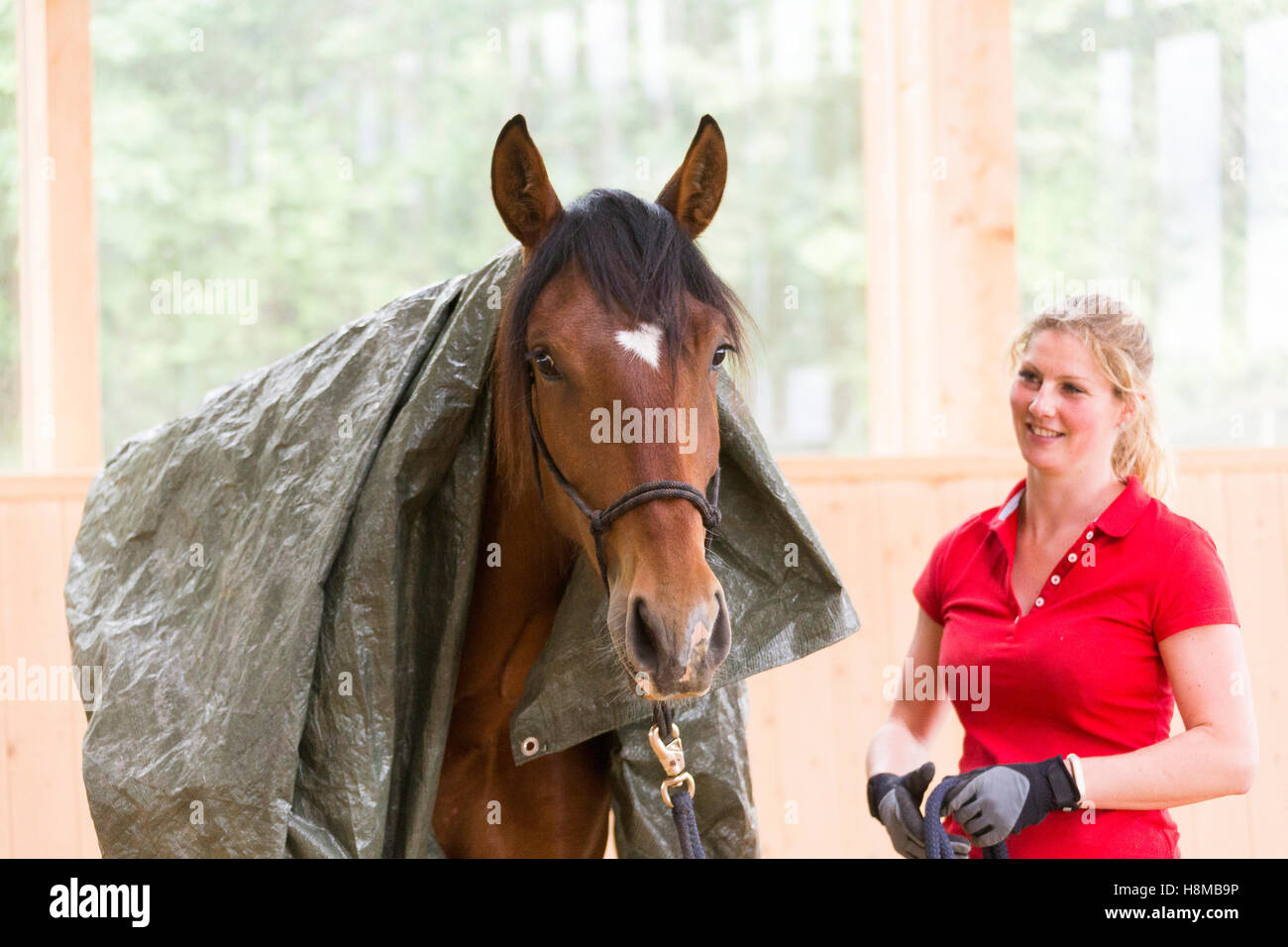 Puro Cavallo Spagnolo andaluso. Giovane stallone la formazione di rimanere calma e rilassata, sempre con un piano sul suo retro. Germania Foto Stock