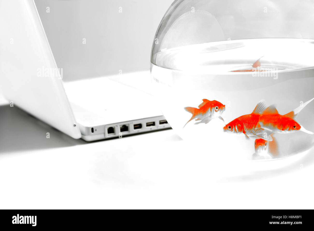 Oro di pesce nel recipiente Foto Stock