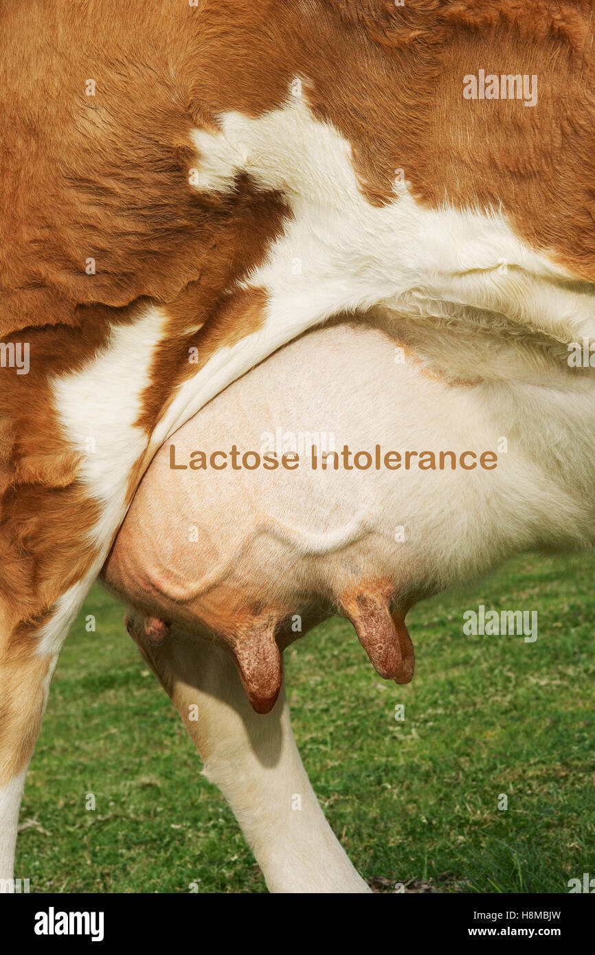 Extreme closeup di marrone mammella della bovina con la scrittura di intolleranza al lattosio Foto Stock