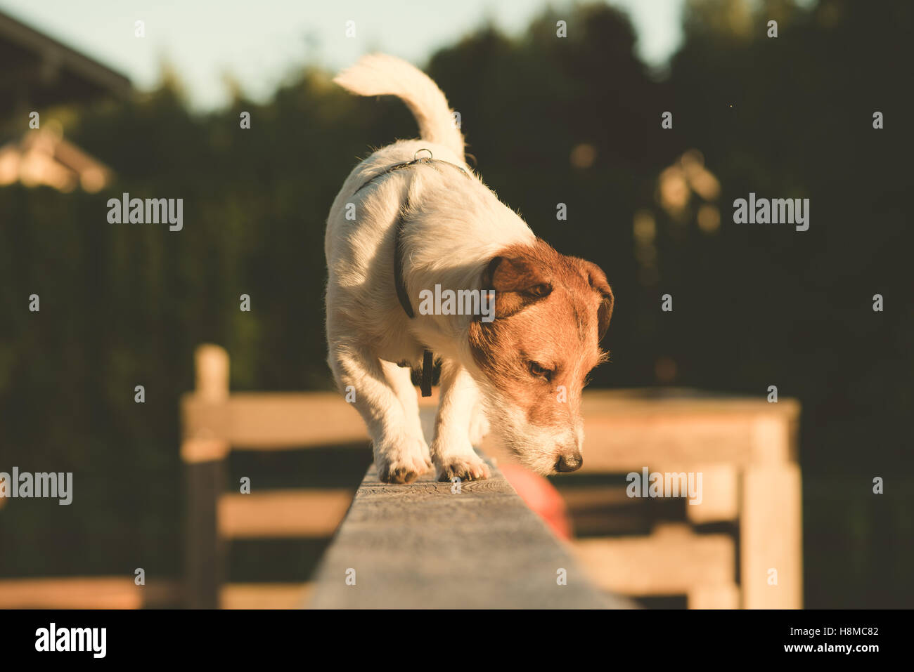 Cane curioso guardando giù in equilibrio su trave Foto Stock