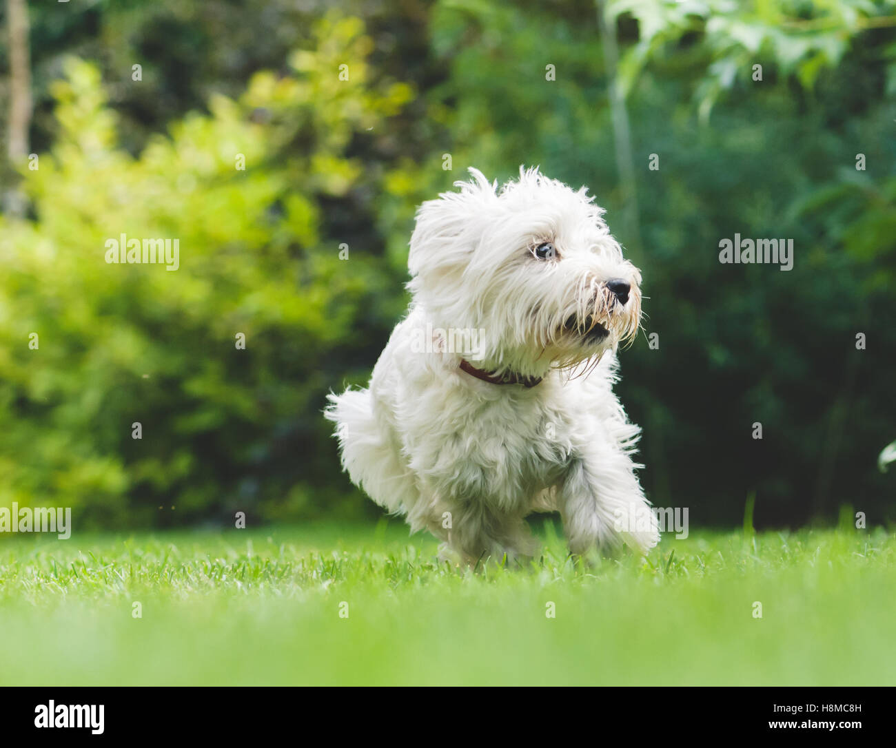 Giovane cane cucciolo di West Highland Terrier gioca su erba verde Foto Stock