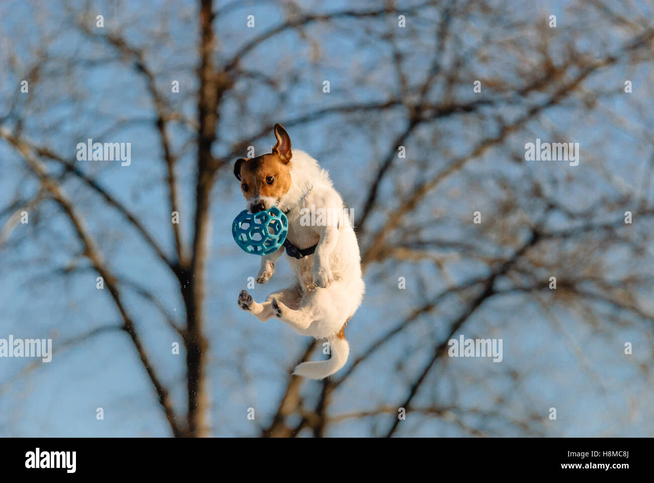 Funny dog salto in alto la cattura di sfera Foto Stock