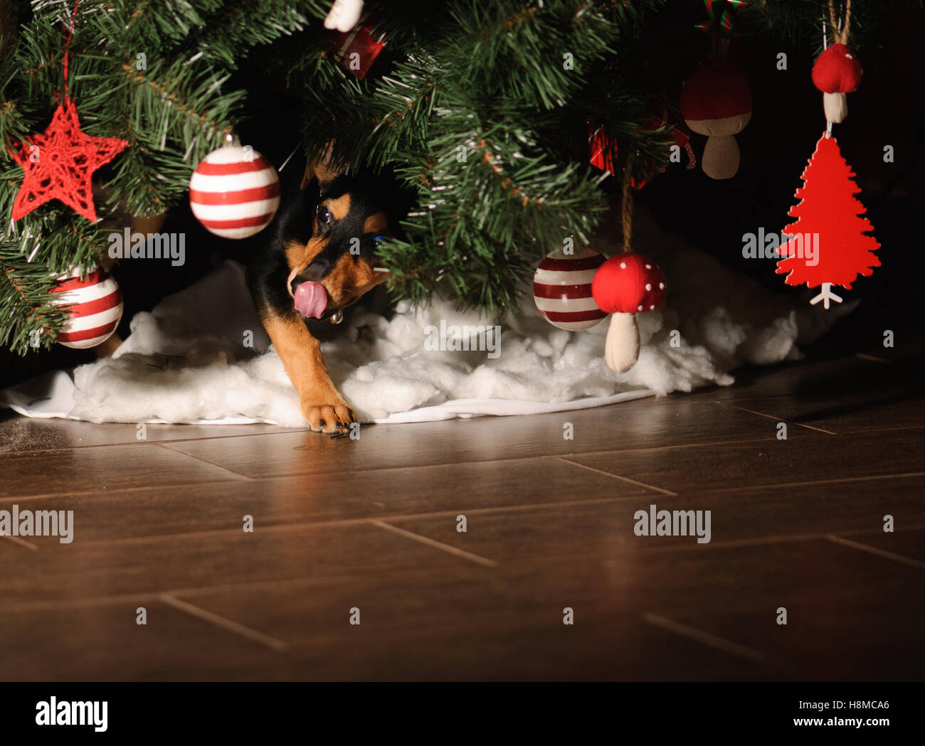 Cane ha mangiato tutti i presenti sotto il Nuovo Anno Albero Foto Stock