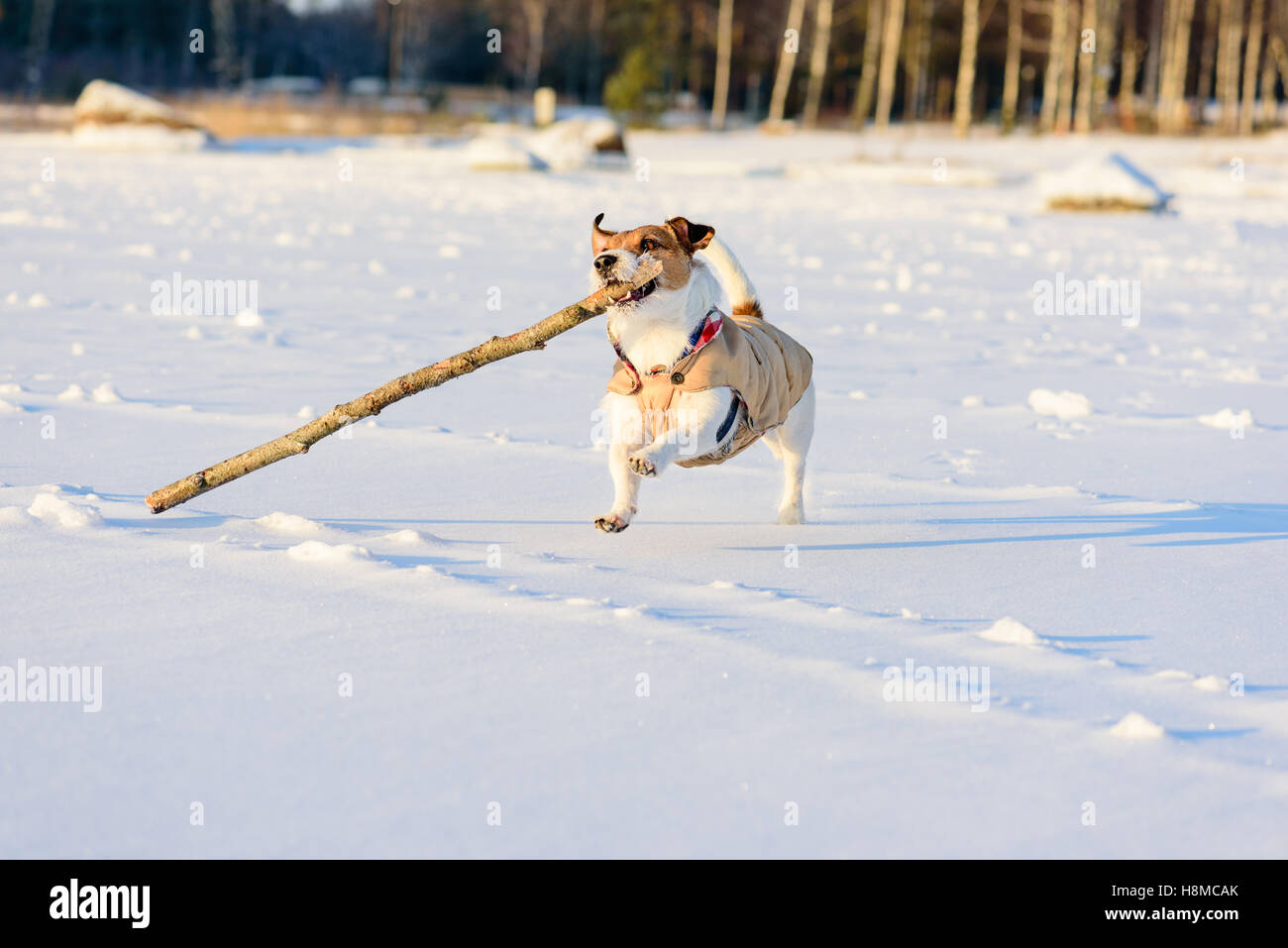 Cane godendo Inverno tempo soleggiato Foto Stock