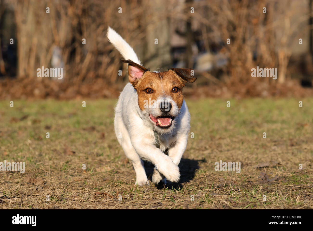 Marrone e bianco attivo cane giocando a spring park off guinzaglio Foto Stock