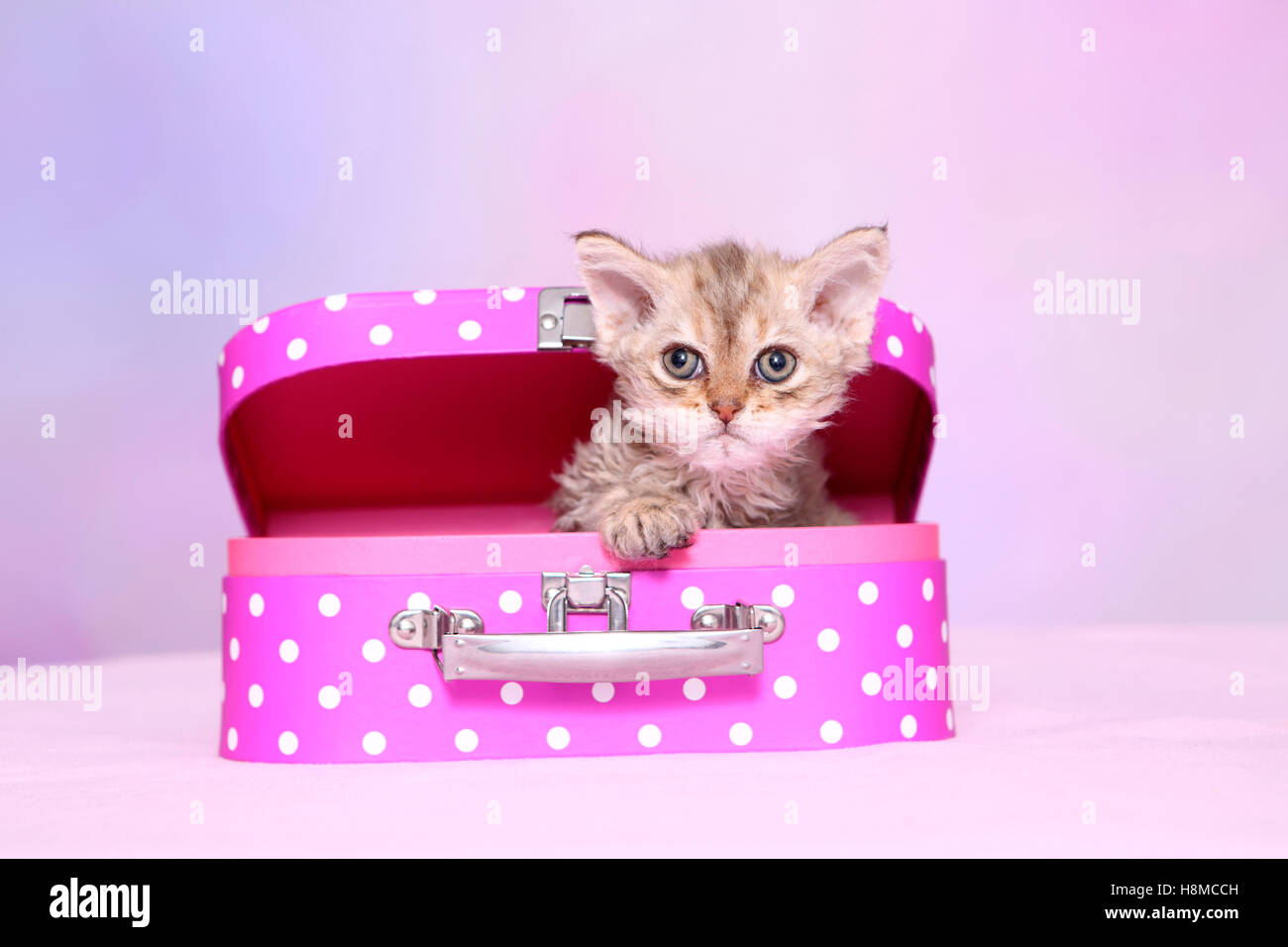 Selkirk Rex. Kitten (6 settimane di età) n una valigia rosa con il bianco a pois. Studio Immagine contro un sfondo rosa Foto Stock
