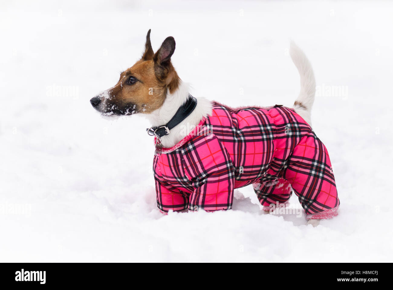 Inverno doggy moda. Cane vestito con una tuta rosa Foto Stock