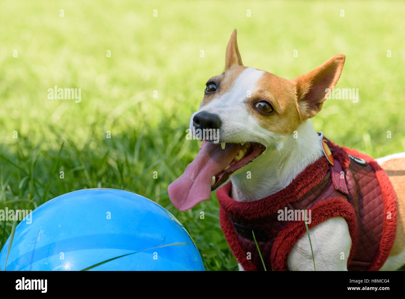 Ritratto di Happy dog con la bocca aperta e grande lingua alla giornata di caldo Foto Stock