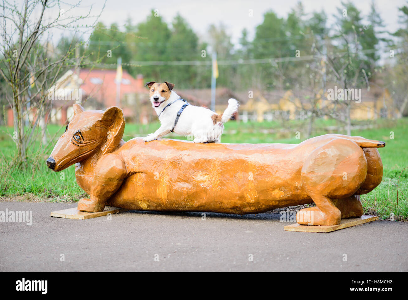 Due simpatici cani: Jack Russell Terrier e bassotto Foto Stock