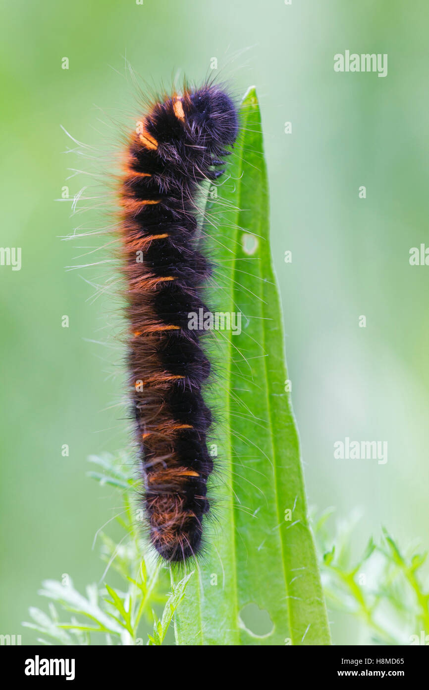 Fox Moth (Macrothylacia rubi), Caterpillar su una foglia. Germania Foto Stock