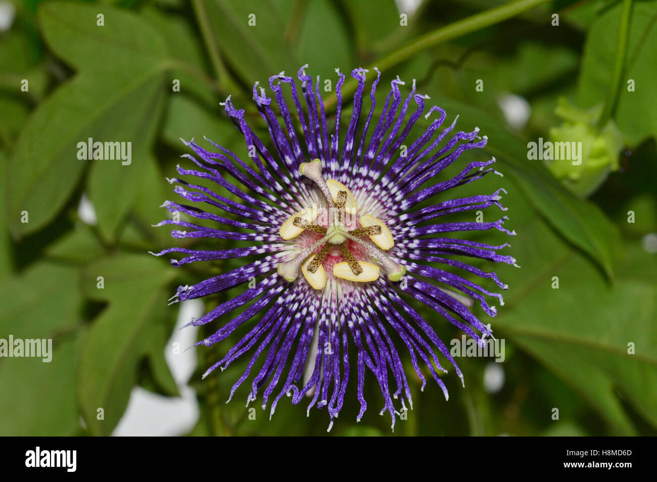 Fiore della passione anche noto come krishna-Kamal, pune Foto Stock