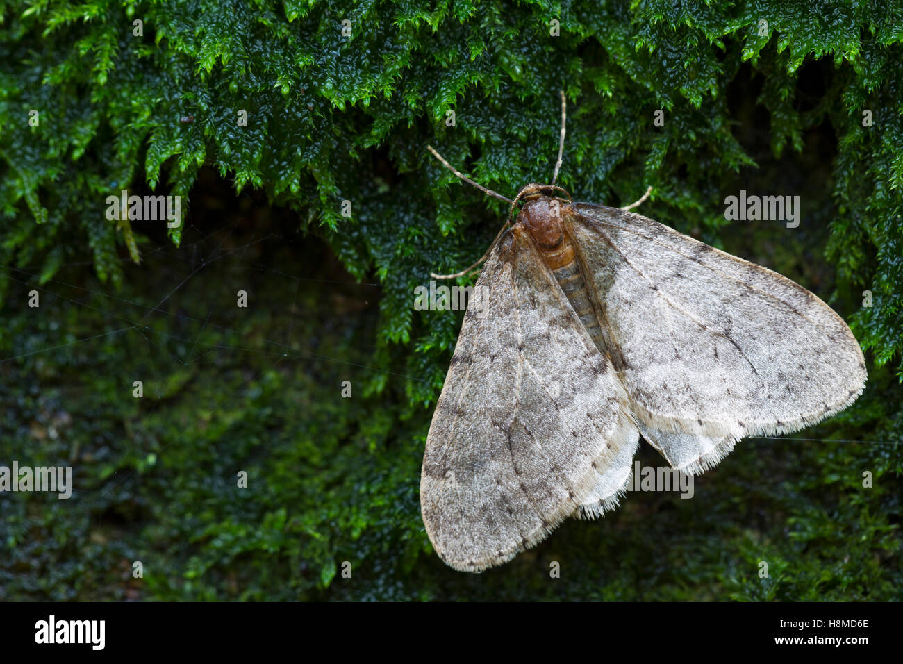 Faggio falena invernale, Nord falena invernale (Operophtera fagata), maschio su moth. Germania Foto Stock