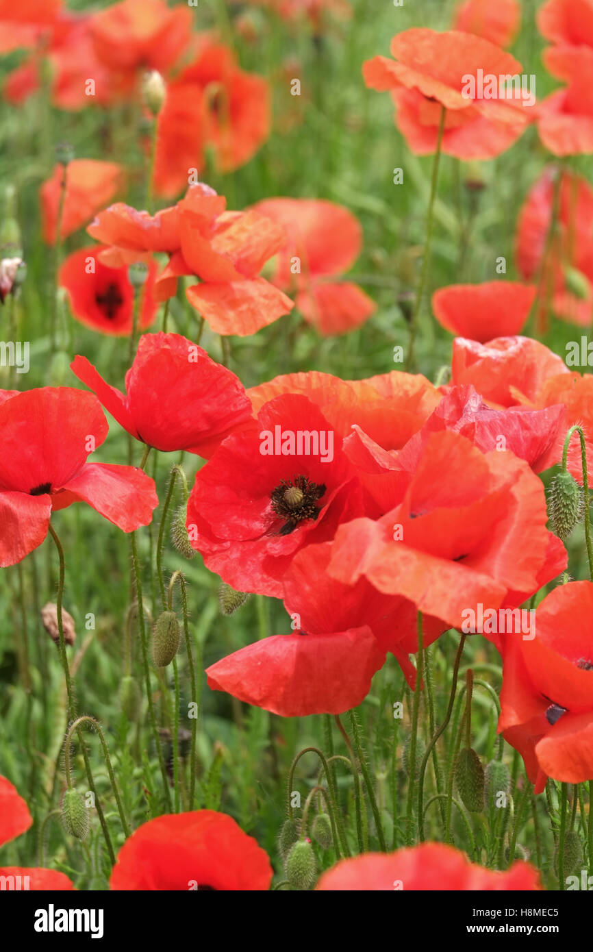 Dettaglio di papaveri crescente selvatici in Essex, Regno Unito Foto Stock