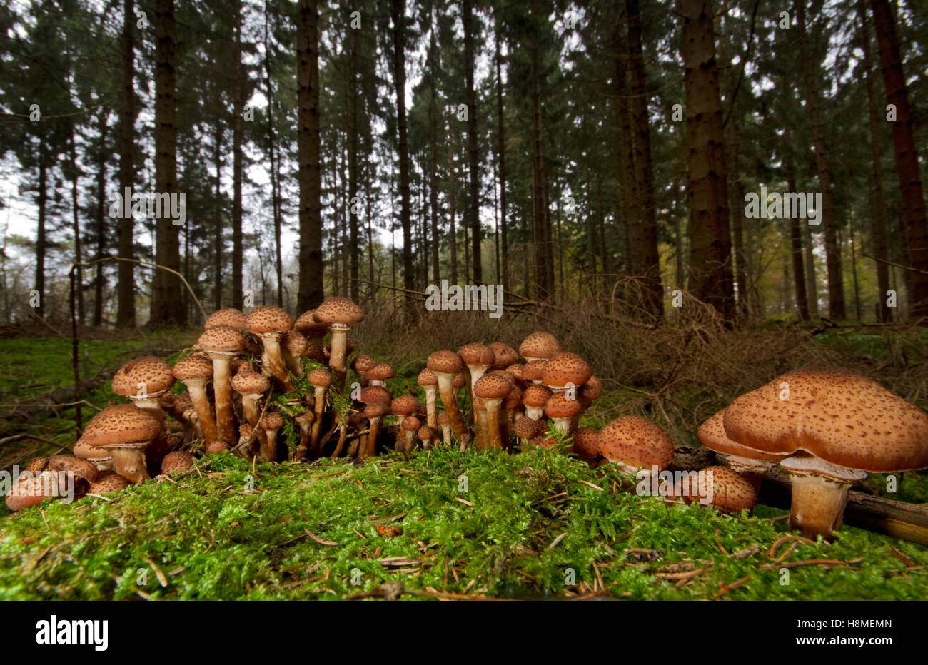 Gruppo di Freckled Dapperling funghi (Lepiota aspera) su un tronco di albero in una foresta di pini Foto Stock