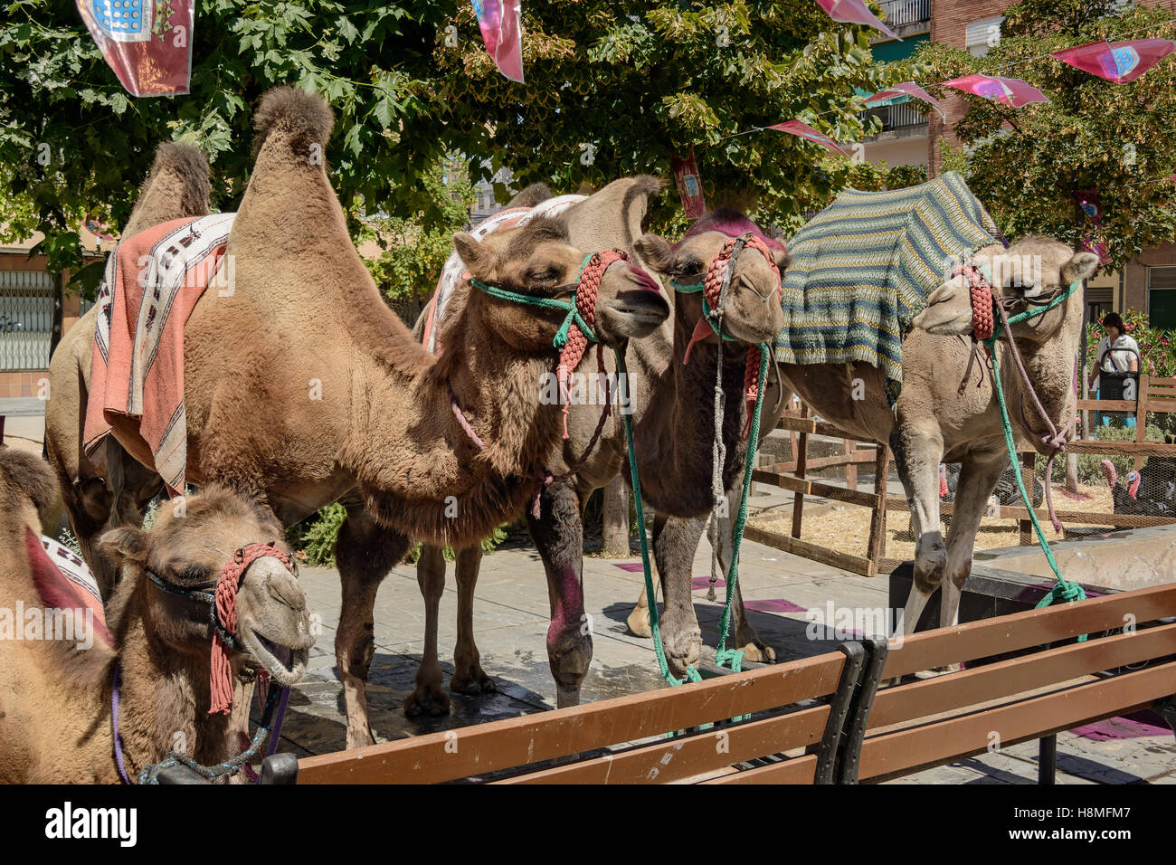 Cammelli in settimana rinascimentale della città di Medina del Campo, Valladolid Castiglia e Leon, Spagna, Europa Foto Stock