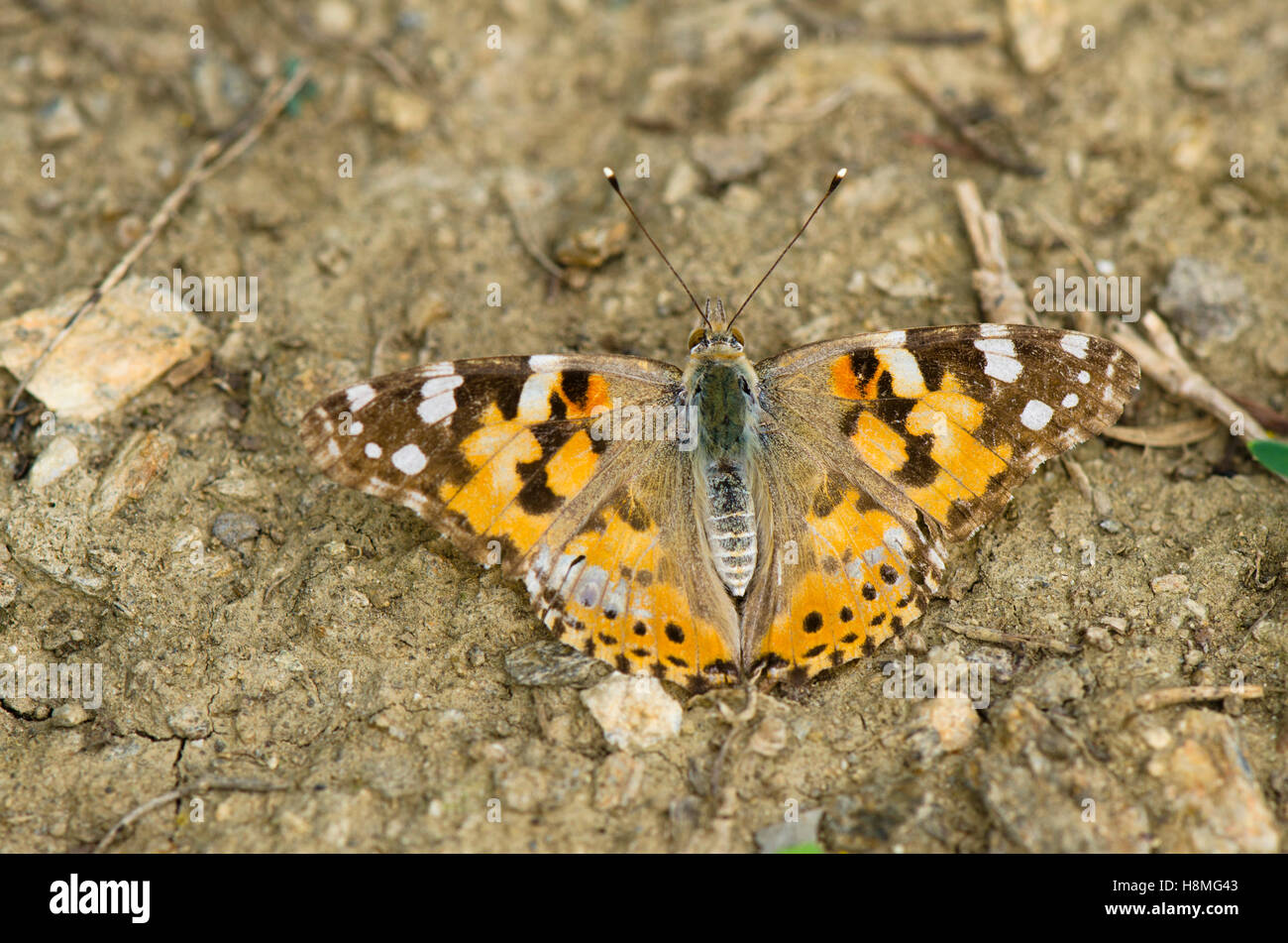Vanessa cardui, dipinto lady, butterfly, Andalusia, Spagna. Foto Stock