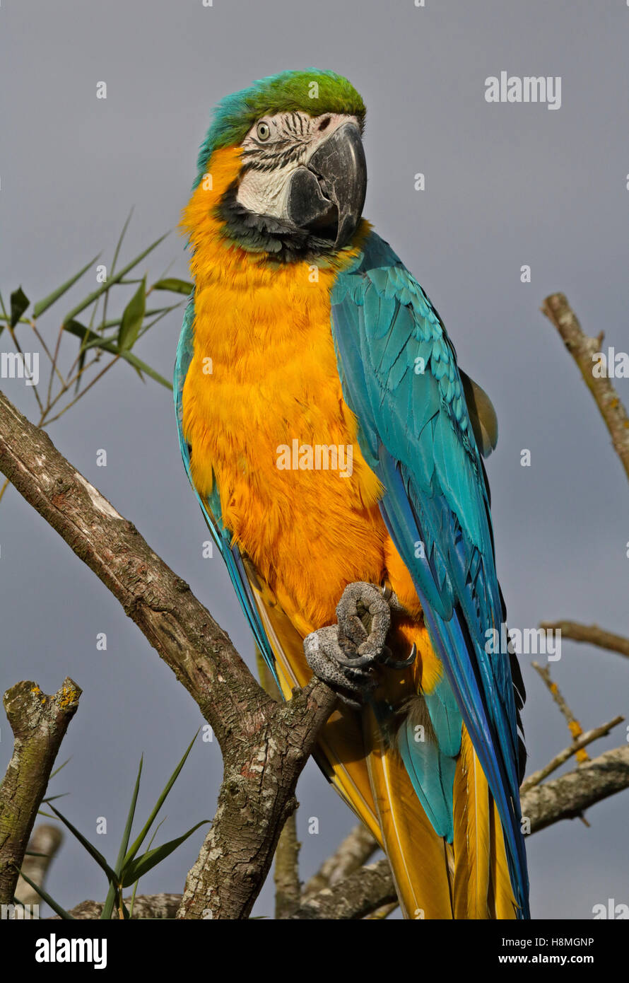 Blu e Giallo Macaw (ara ararauna) Foto Stock