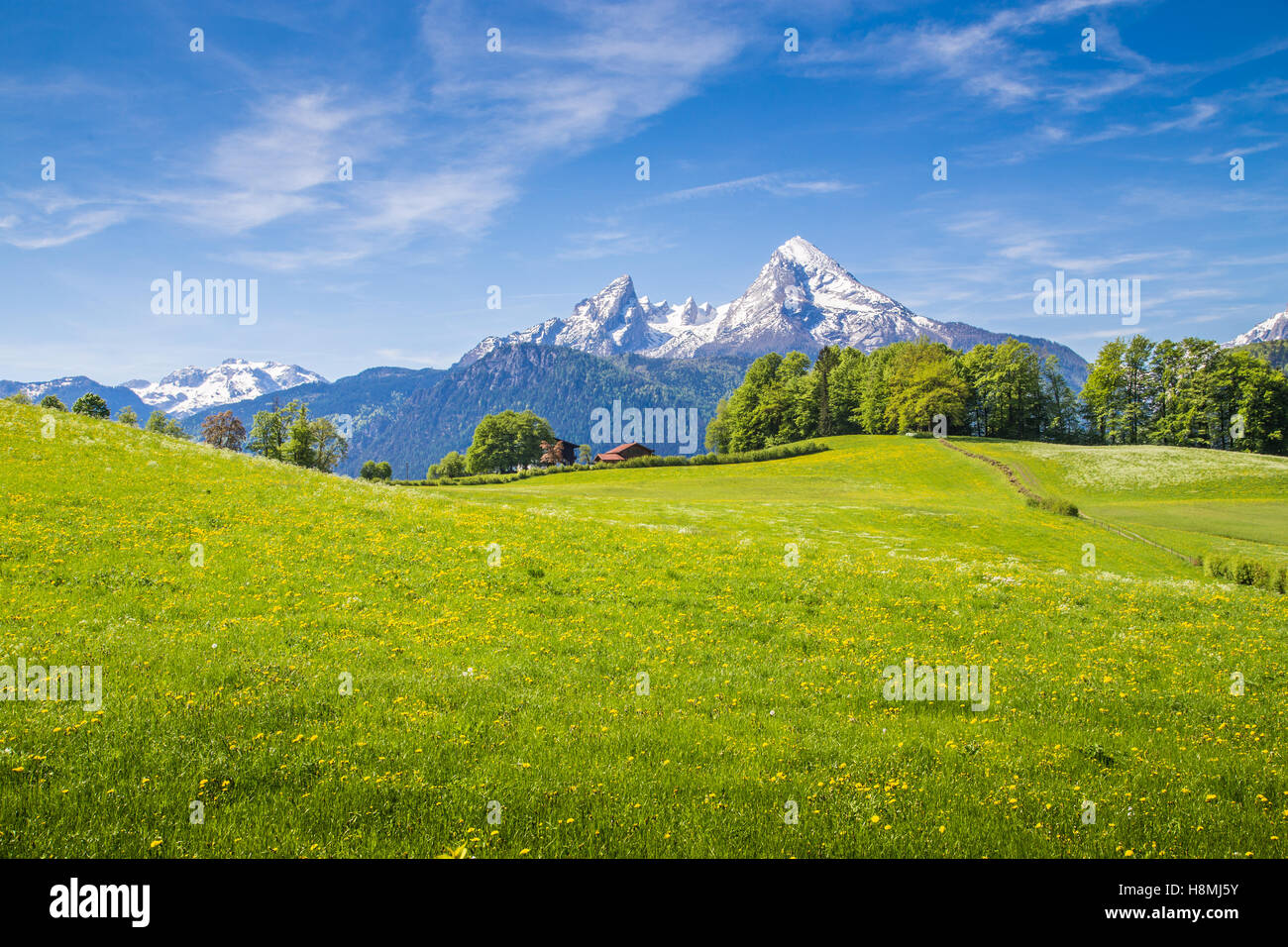 Idillico paesaggio delle Alpi con freschi prati verdi e fiori che sbocciano e innevate vette di montagna in background in s Foto Stock