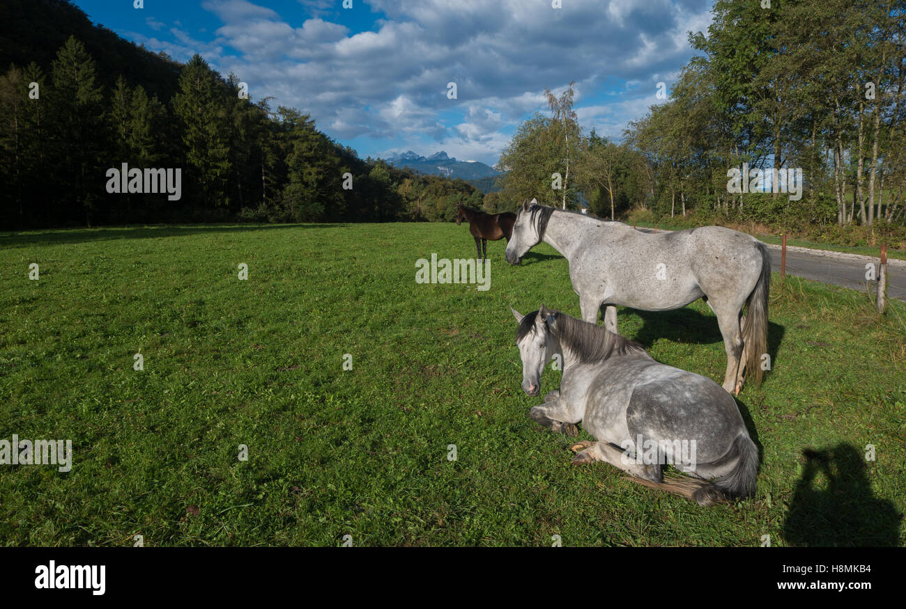 I cavalli bianchi nel campo, uno in piedi, uno sdraiato Foto Stock