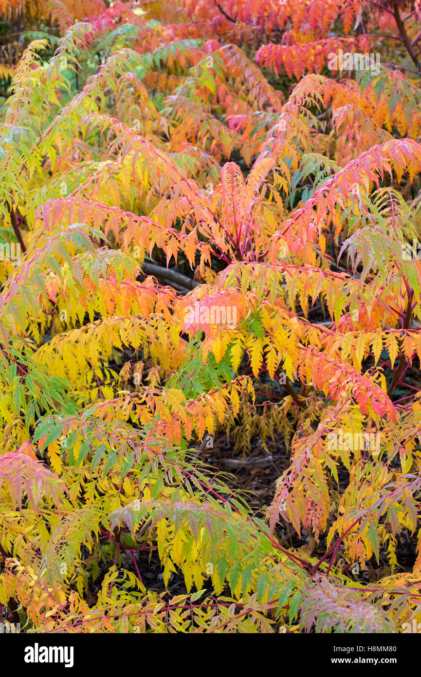 Rhus x pulvinata 'autunno rosso lace" . Sommacco 'autunno rosso Lace" lascia cambiare colore in autunno Foto Stock