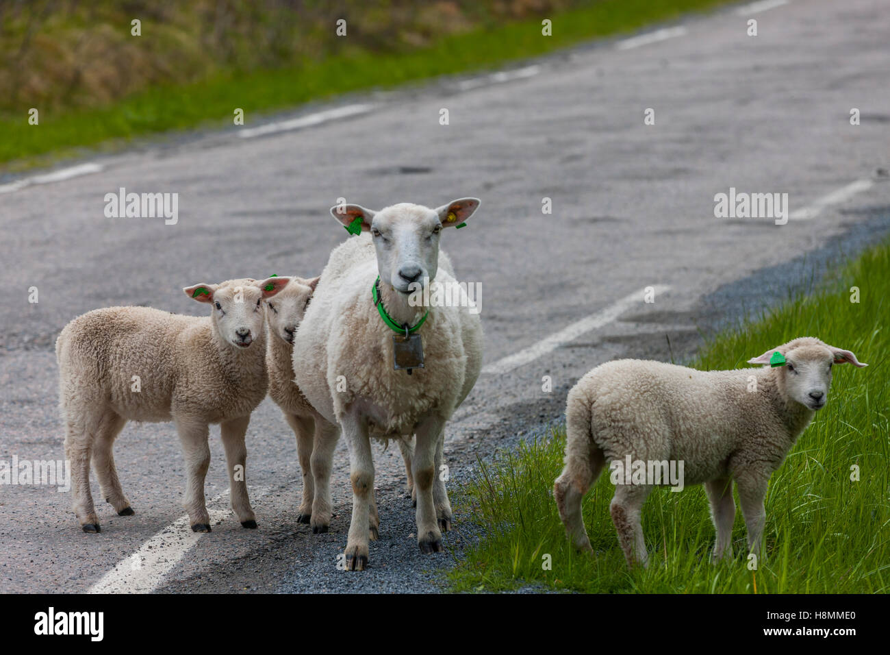 Pecora e agnelli, allevamento ovino, isole Lofoten, Norvegia, Foto Stock