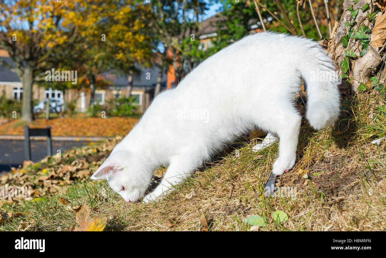 White cat. Bianco puro e il gatto domestico gioca da un albero. Foto Stock