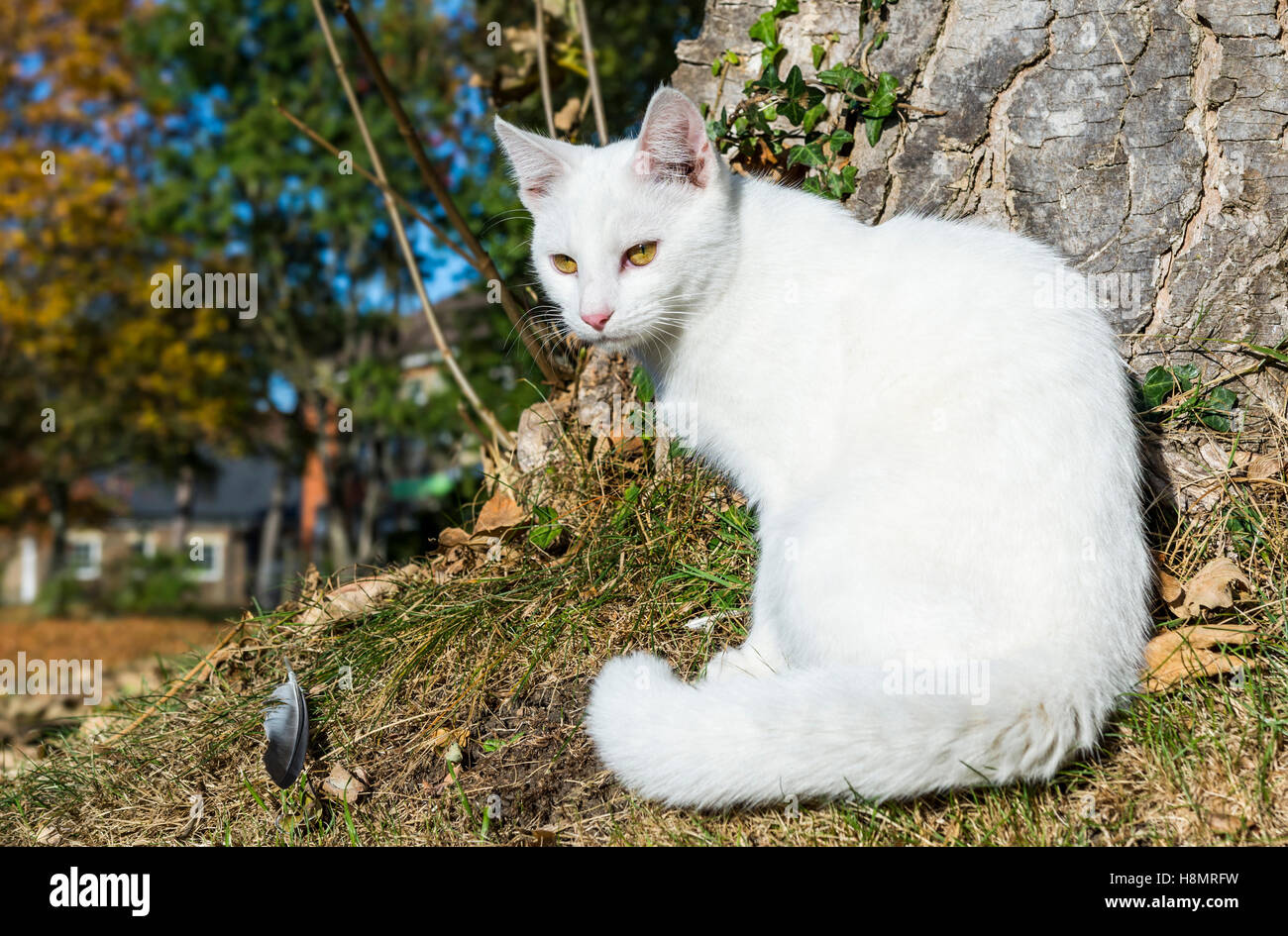 White cat. Bianco puro e il gatto domestico con gli occhi verdi seduto su erba da un albero. Foto Stock