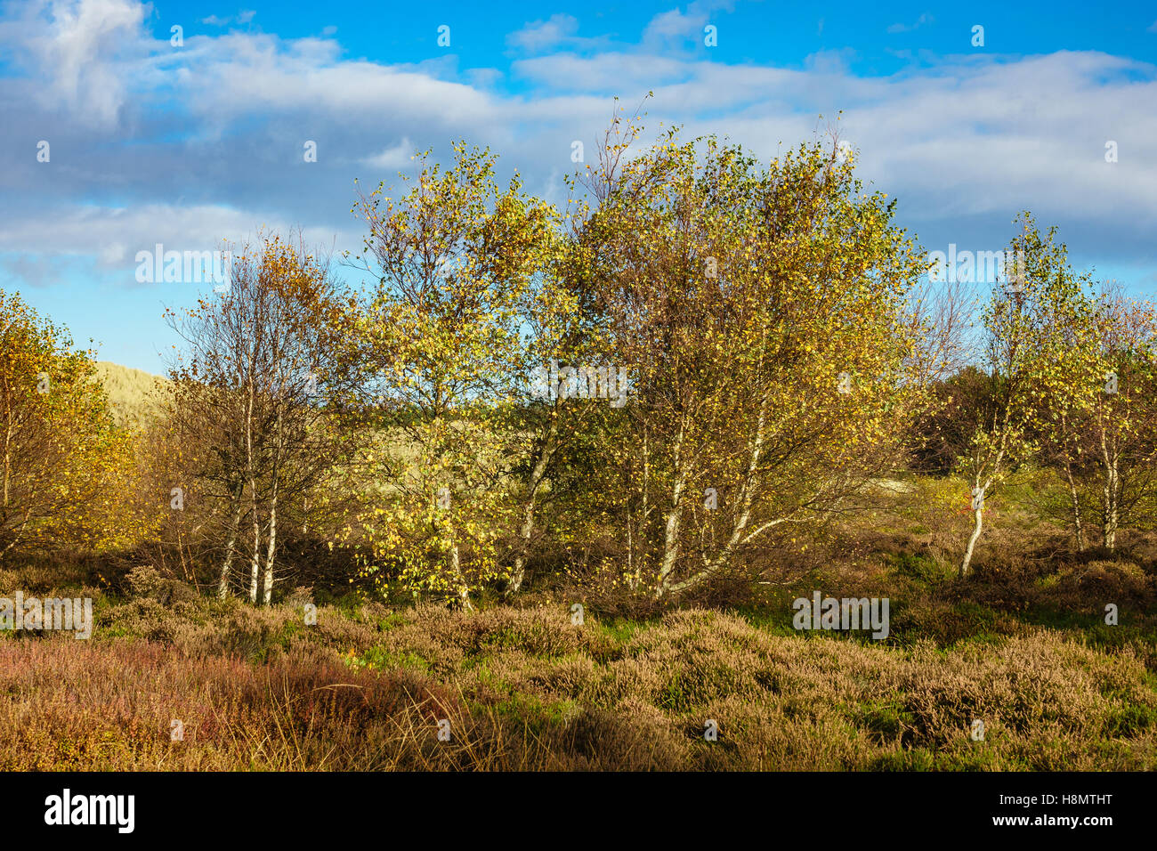 Dune sulla costa del Mare del Nord dell'isola Amrum, Germania Foto Stock
