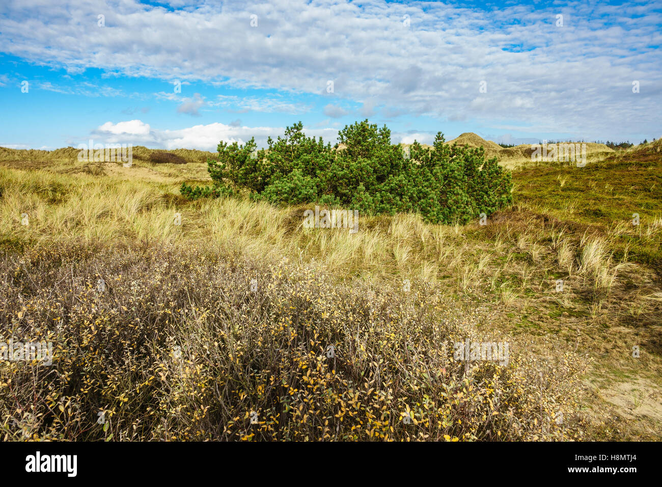 Dune sulla costa del Mare del Nord dell'isola Amrum, Germania Foto Stock