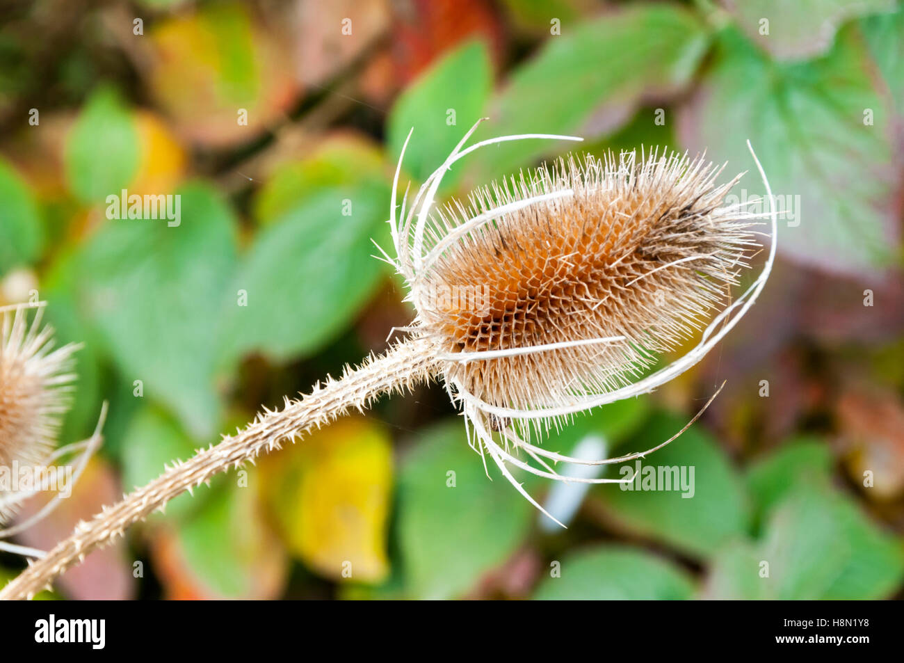 Testa secchi di teasel Dipsacus fullonum. Foto Stock