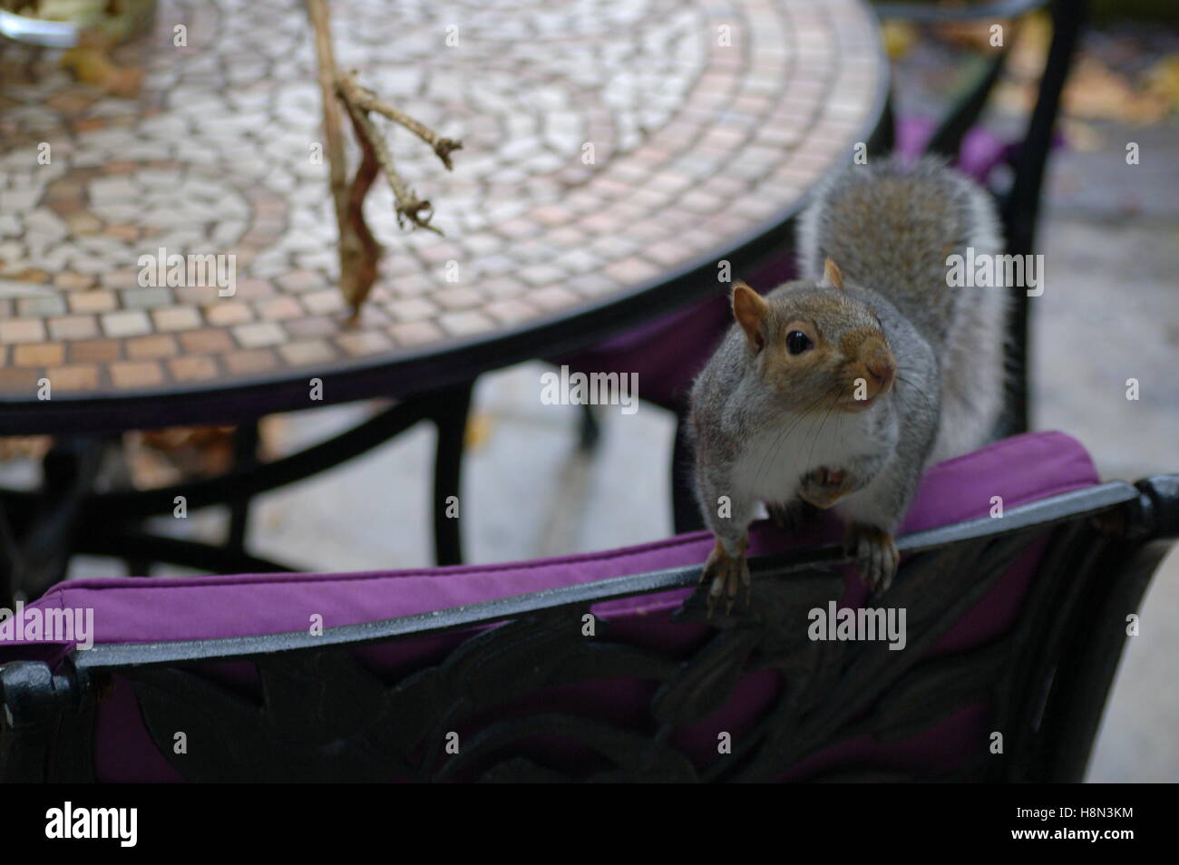 Scoiattolo amichevole venendo a casa per i prodotti alimentari Foto Stock