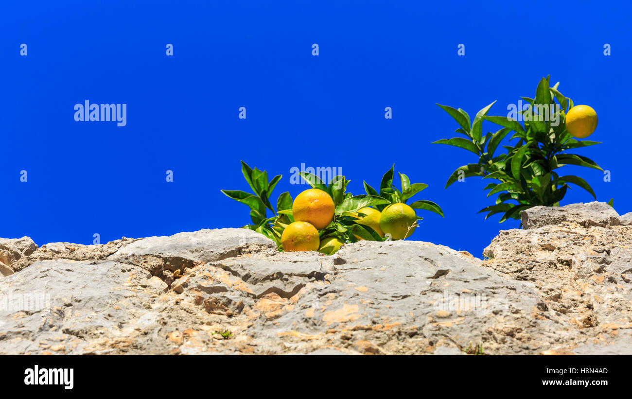 La maturazione delle arance su albero appesa sopra un muro di pietra contro il cielo blu chiaro Foto Stock