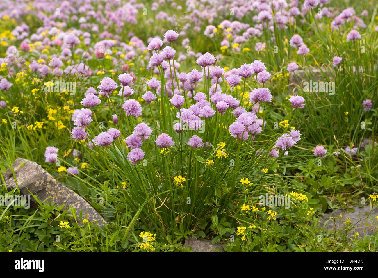 Germania, Voerde selvagge di erba cipollina presso le rive del fiume Reno in Voerde-Goetterswickerhamm. Europa, Deutschland, Nordrhein-Westf Foto Stock