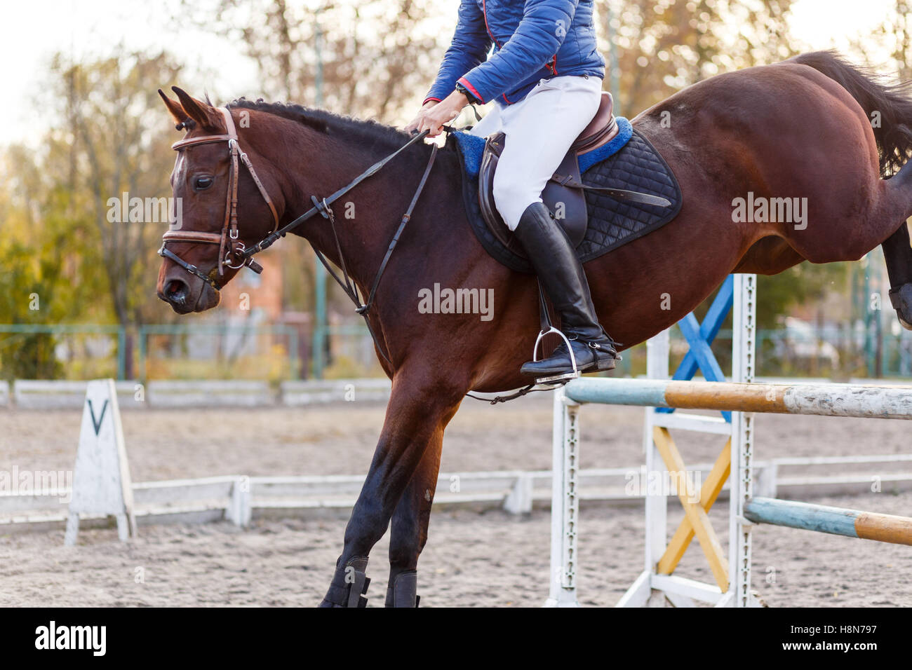 Chiudere l immagine del cavallo di salto a ostacoli sulla barra su show jumping concorrenza. Foto Stock