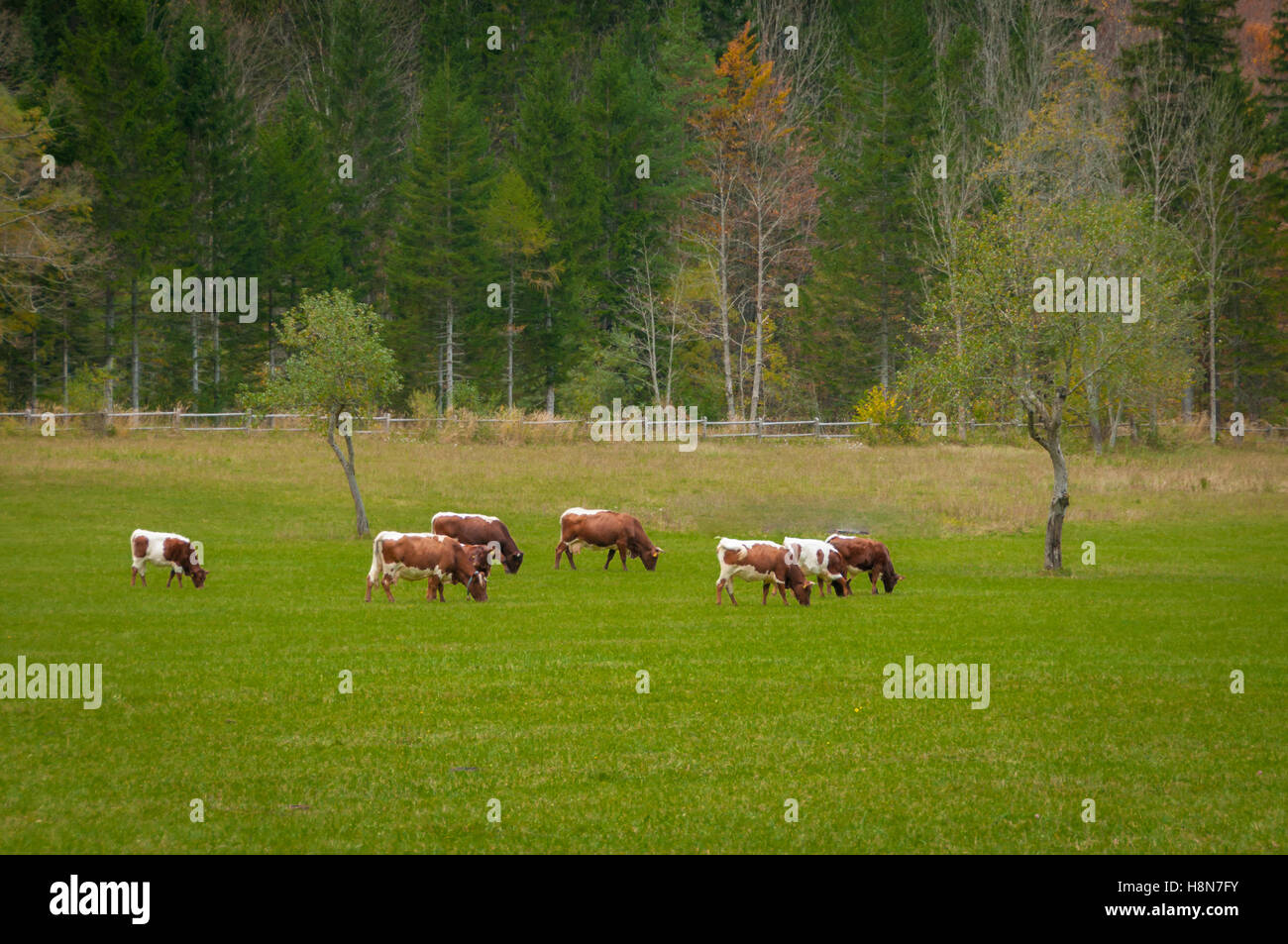 Bovini su pascolo, i colori autunnali, foresta in background; Alpi europee Foto Stock