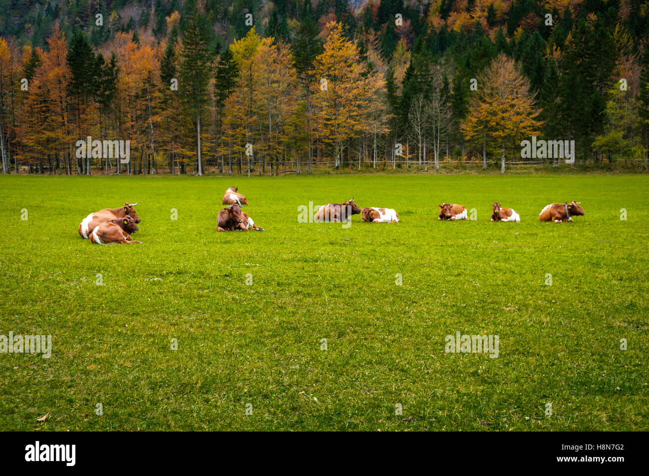 Bovini su pascolo, i colori autunnali, Logarska dolina, Slovenia, Alpi europee Foto Stock