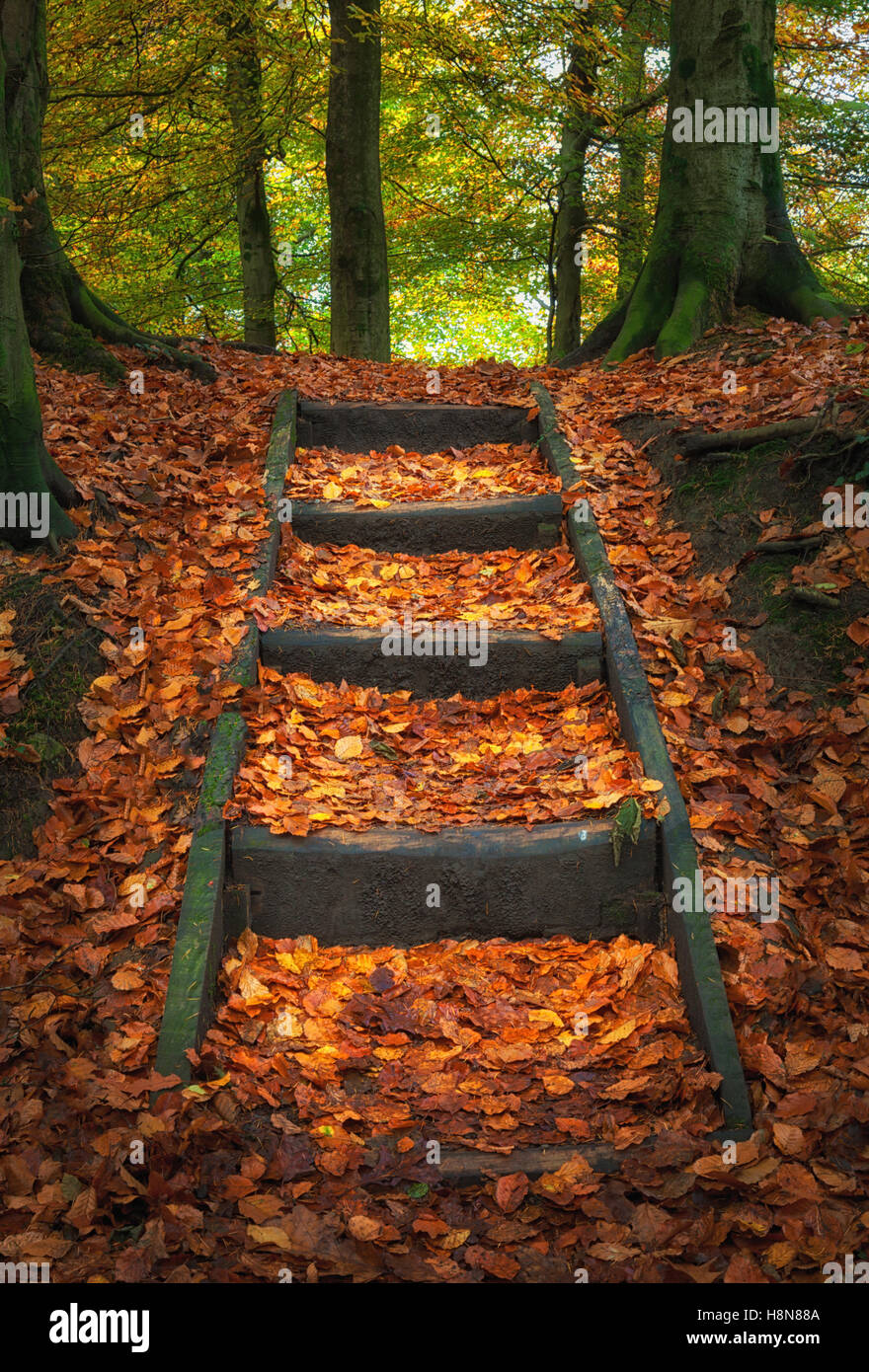 Penllergare boschi in autunno Foto Stock