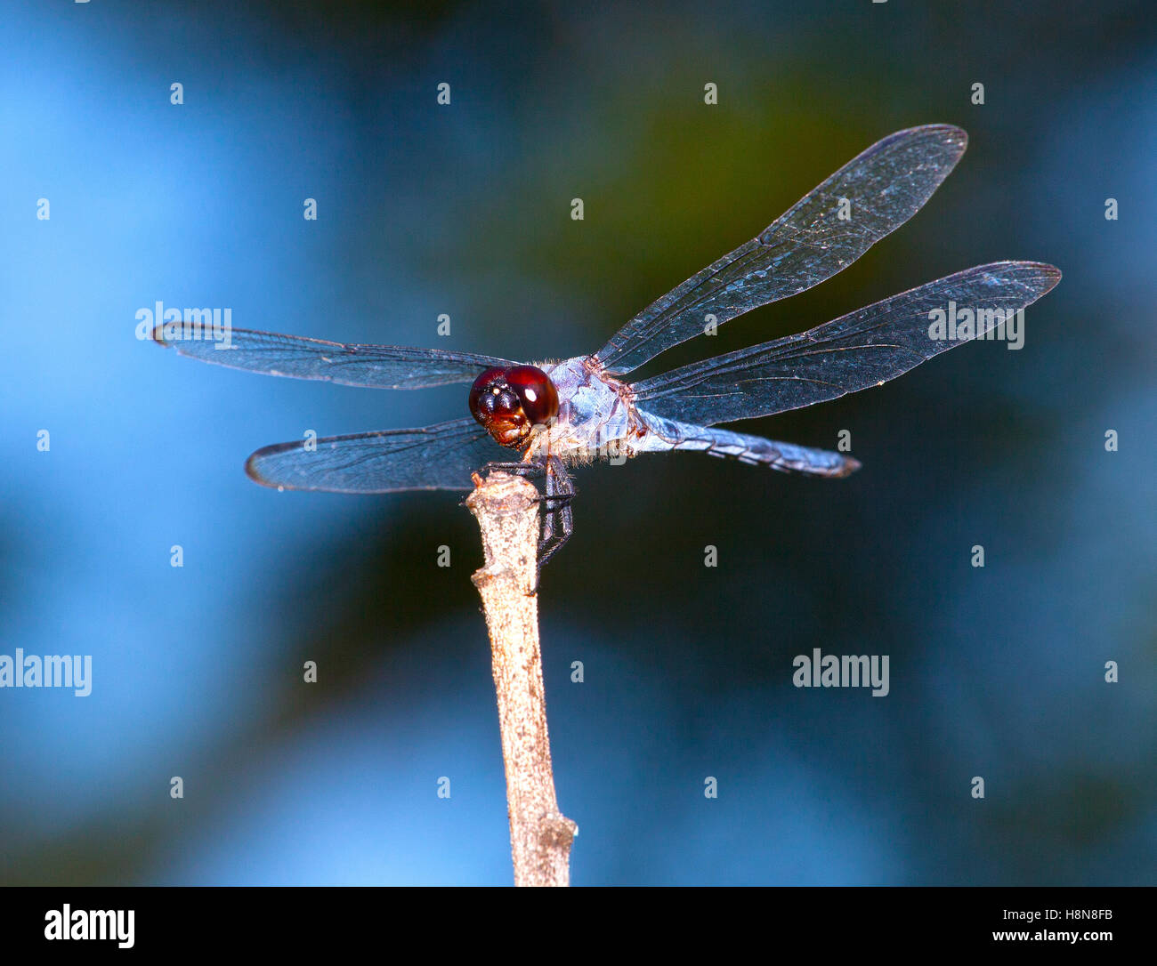 Dragonfly su un ramoscello che è pronto a uccidere gli insetti Foto Stock