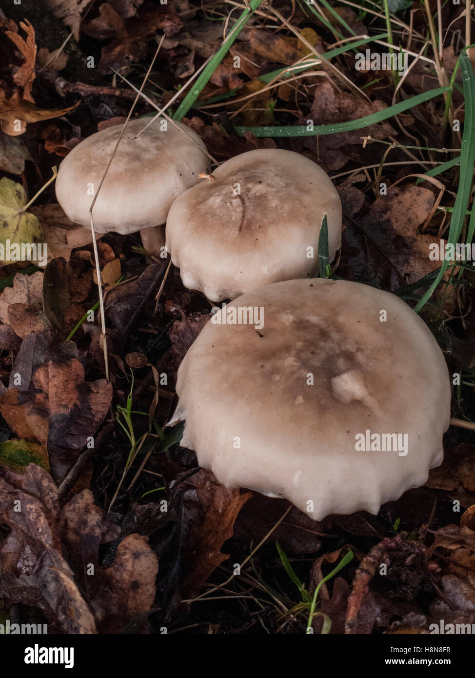 Frosty imbuto, Clitocybe phyllophila Foto Stock