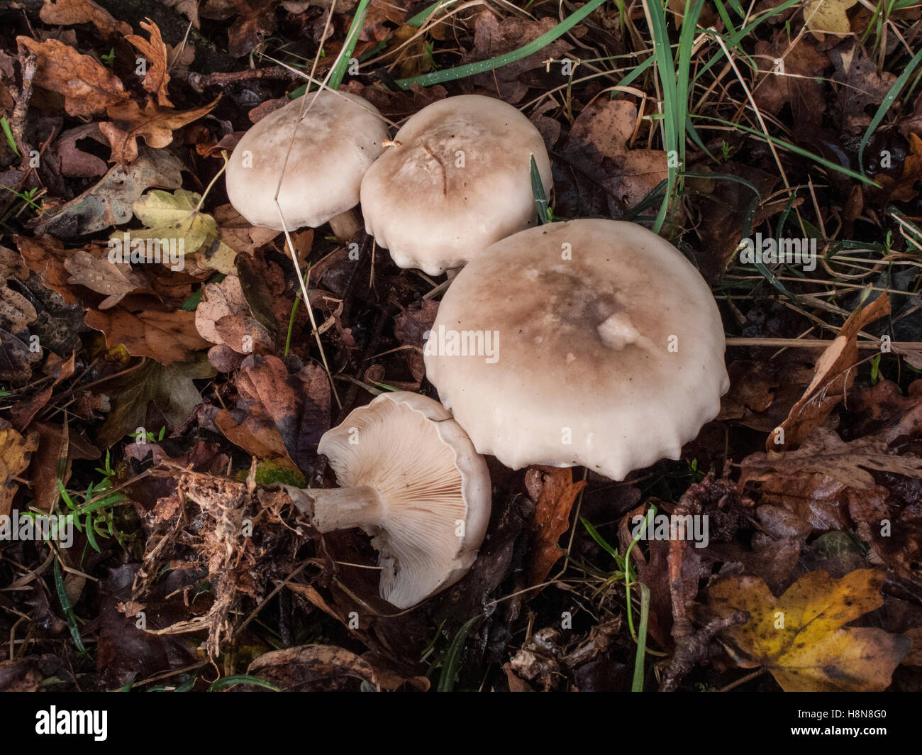 Frosty imbuto, Clitocybe phyllophila Foto Stock