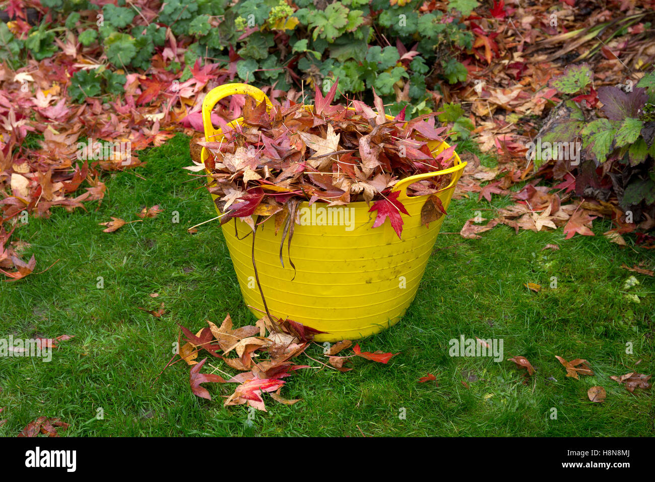 Giardino trug di plastica piena di foglie in autunno Giardino Inglese Foto Stock