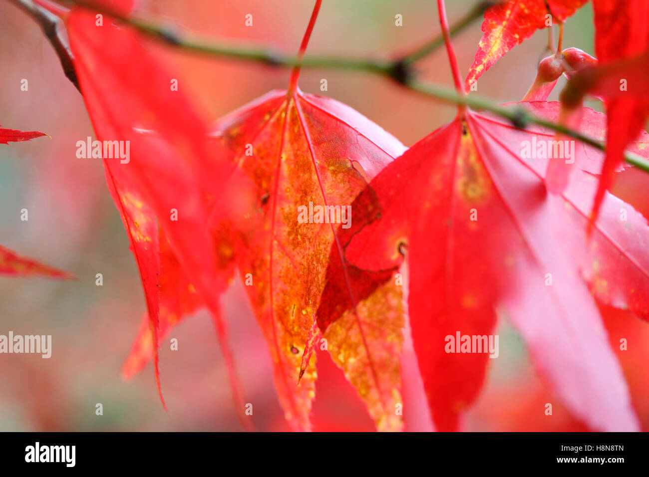 Acer palmatum amoenum rosso Foglie di autunno - autunno breeze Jane Ann Butler JABP Fotografia1699 Foto Stock