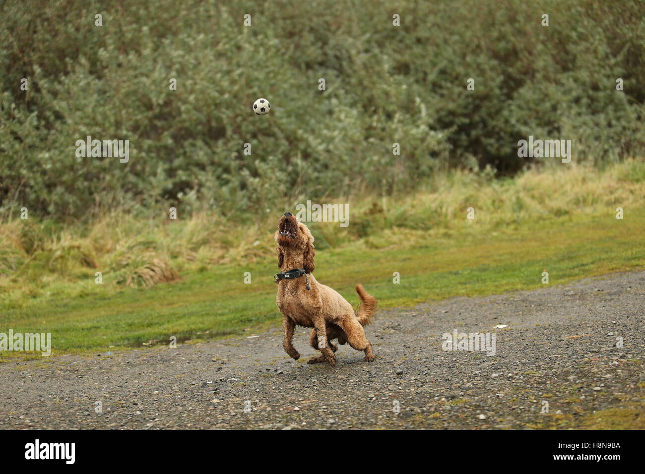 Un cane di piccola taglia il recupero di palla Foto Stock