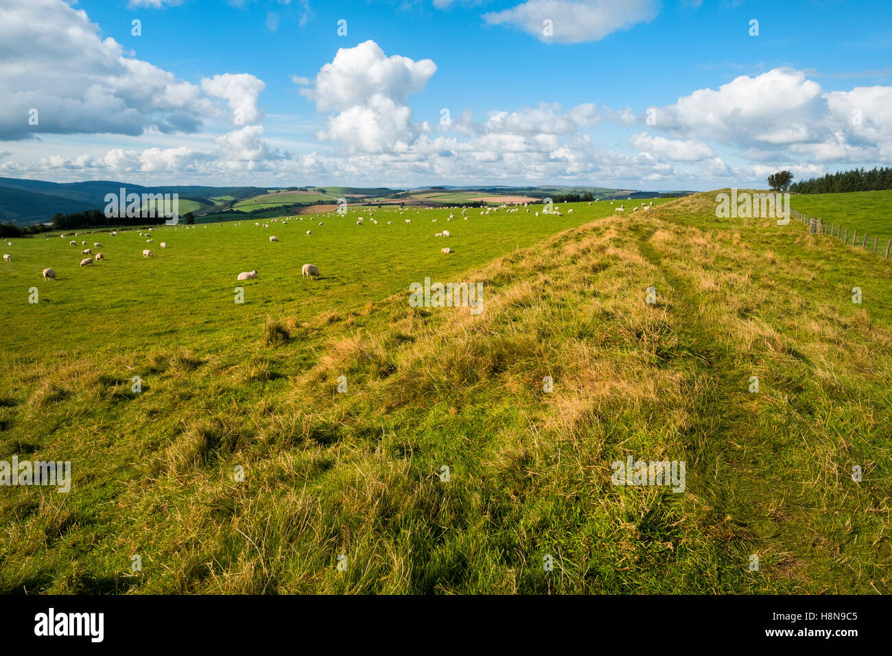 Offa's Dyke in inglese/confine gallese nei pressi di Knighton, Powys, Wales, Regno Unito Foto Stock