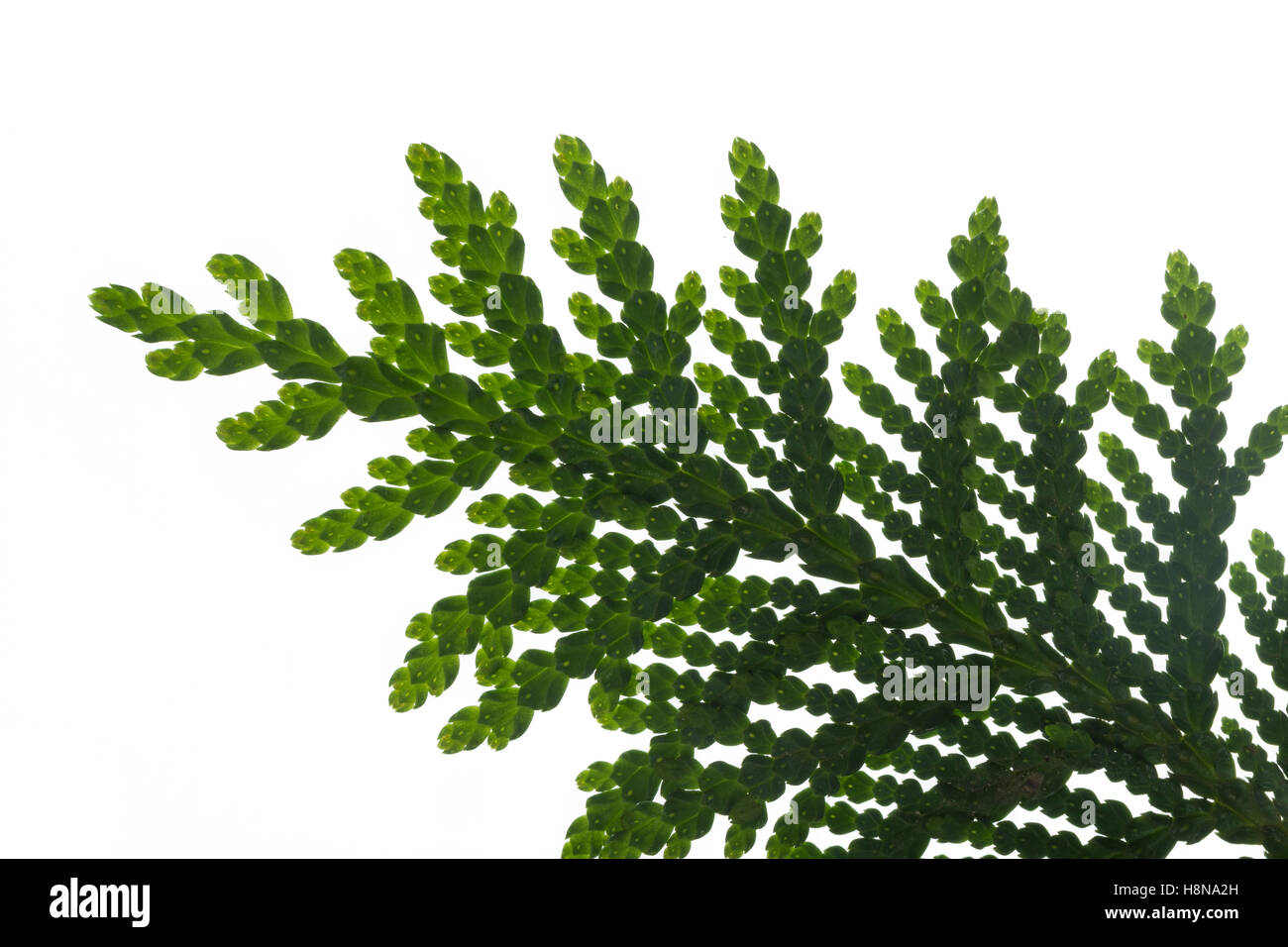 Abendländischer Lebensbaum, Abendländische Thuja, Gewöhnliche Thuja, thuja occidentalis, Arborvitae, northern bianco-cedro, easte Foto Stock