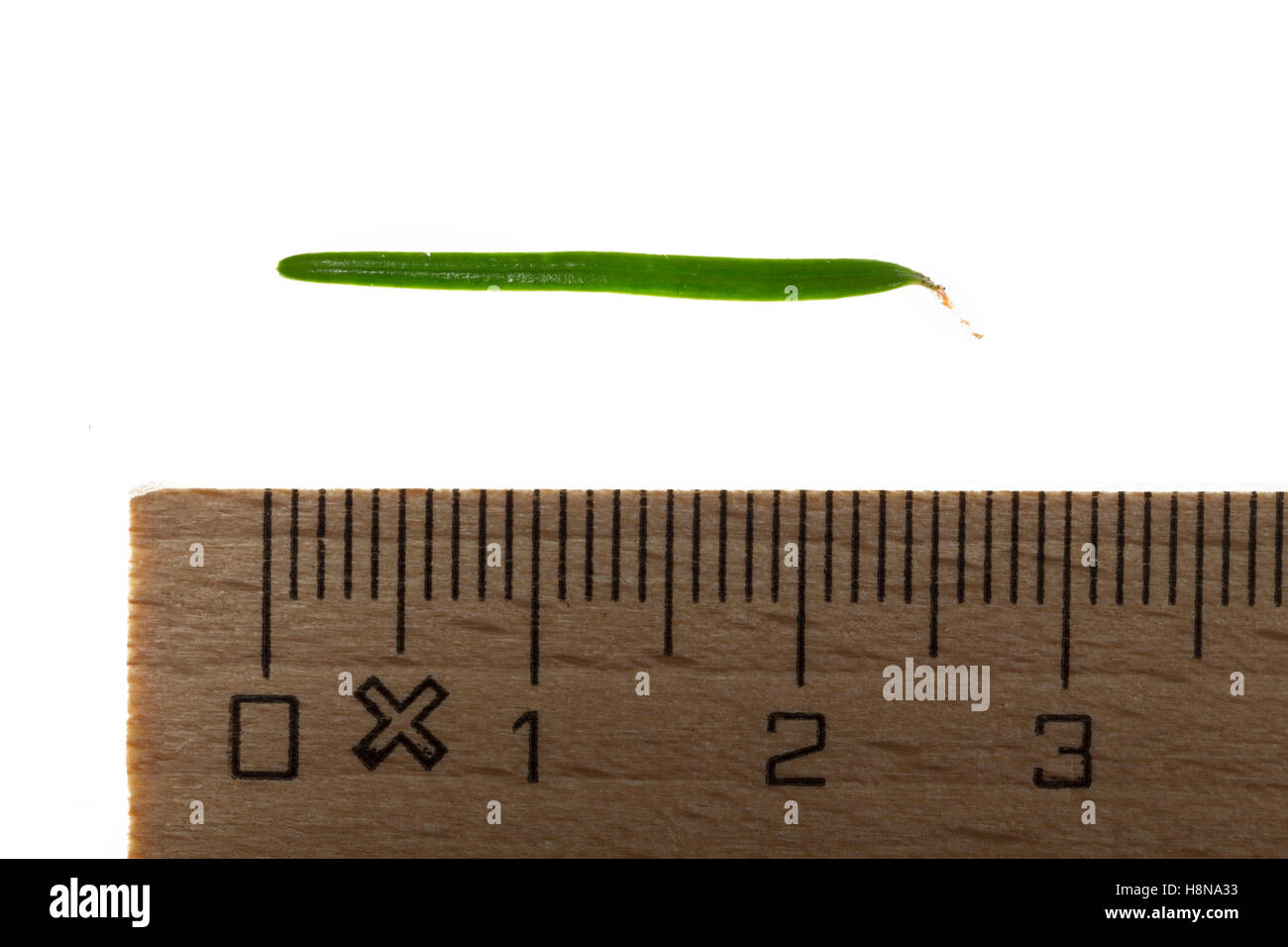 Douglasfichte, Douglasie, Douglas-Fichte, Douglastanne, Pseudotsuga menziesii, Douglas Fir, Douglas-fir, Oregon pine, pin d'Oreg Foto Stock