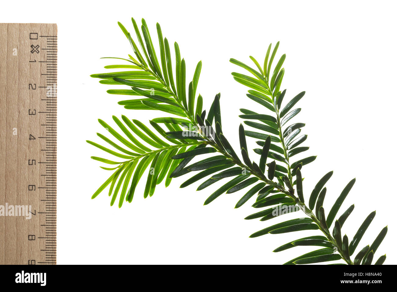 Europäische Eibe, Eibenbaum, Taxus baccata, Europeo yew, comune yew yew, L'Se commun, se Foto Stock