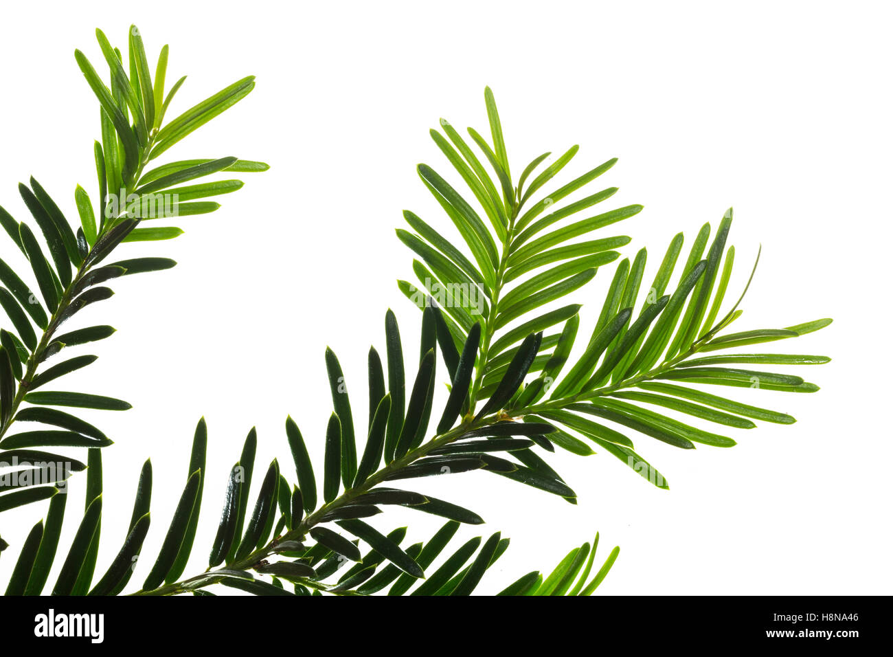 Europäische Eibe, Eibenbaum, Taxus baccata, Europeo yew, comune yew yew, L'Se commun, se Foto Stock