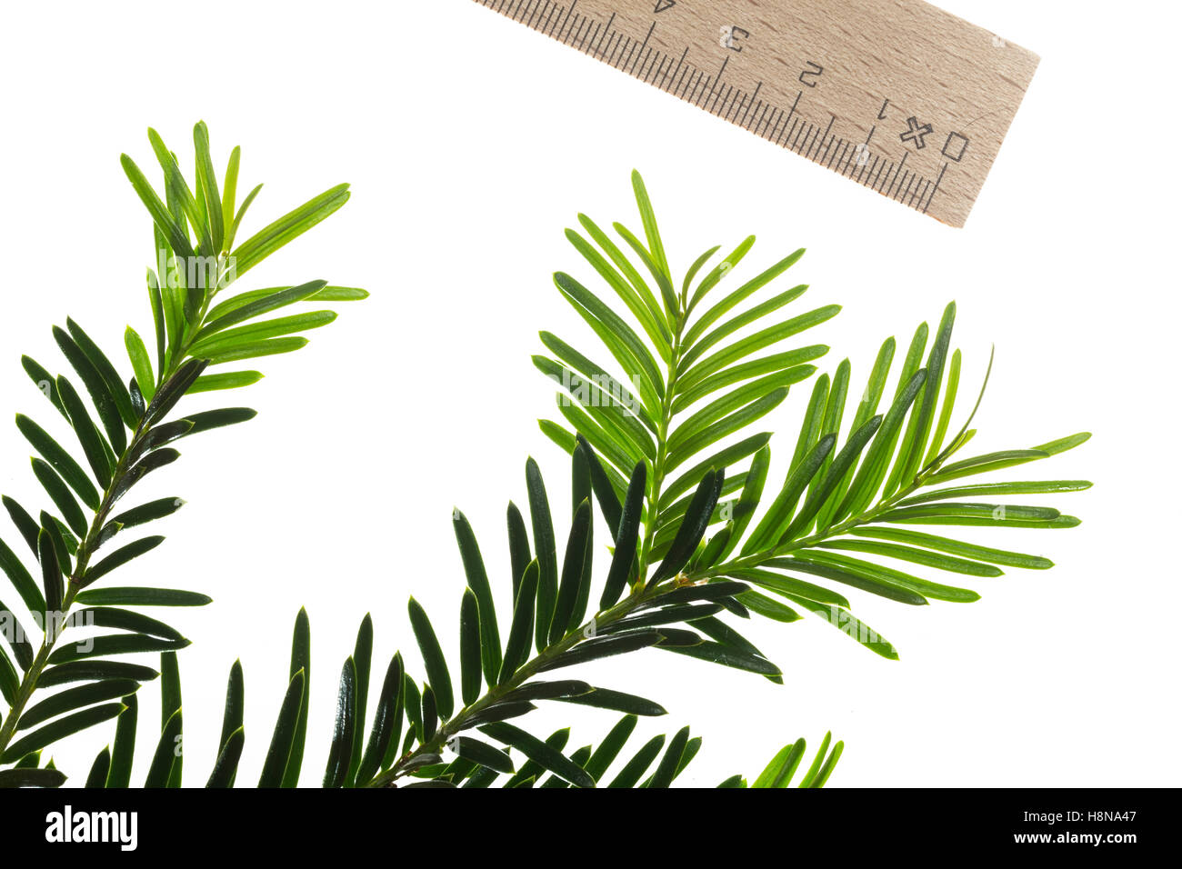 Europäische Eibe, Eibenbaum, Taxus baccata, Europeo yew, comune yew yew, L'Se commun, se Foto Stock